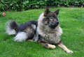 anusch (25)